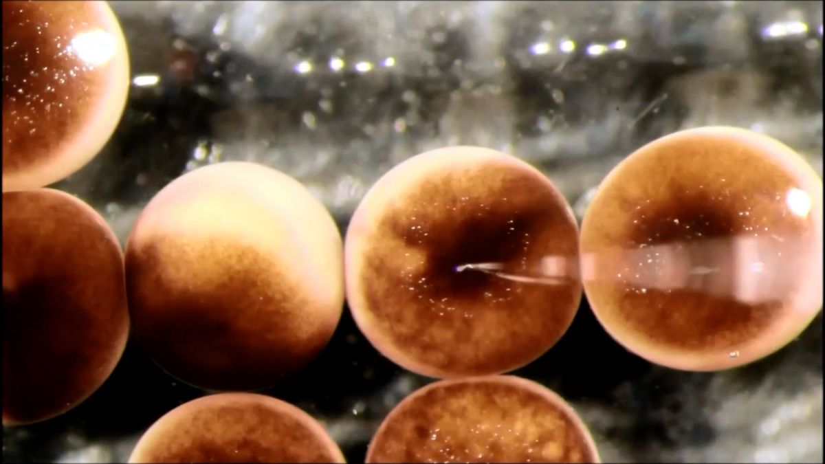 Historický milník: první živoucí roboty stvořili z buněk žabích embryí
